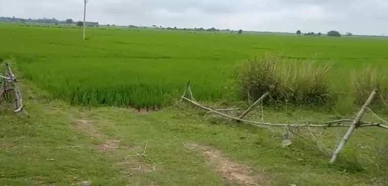Agricultural Land 100 Bigha for Sale in Burdwan-i Block, Bardhaman