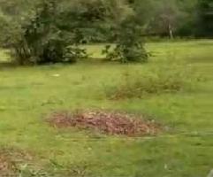  Agricultural Land for Rent in Pariana, Giridih