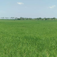  Agricultural Land for Sale in Kadambathur, Thiruvallur