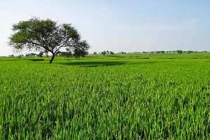  Agricultural Land for Sale in Gulabgarh Road, Dera Bassi