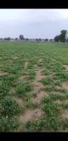 Agricultural Land for Sale in Sri Dungargarh, Bikaner