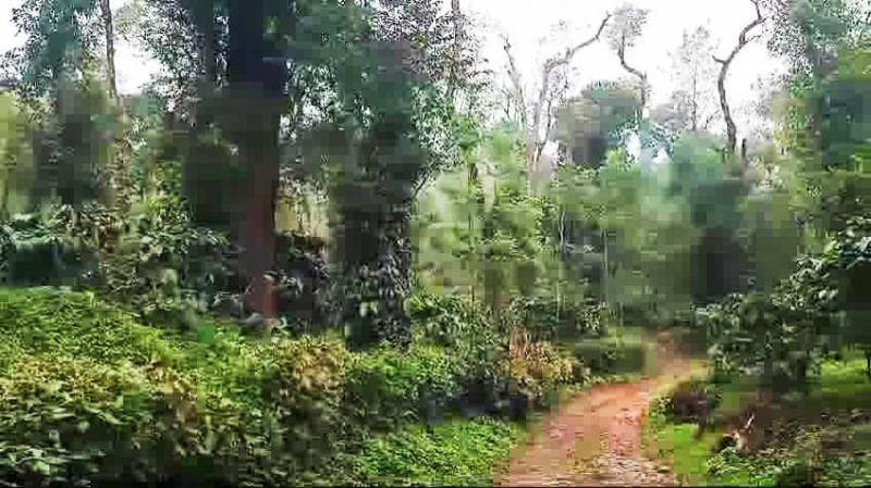  Agricultural Land 5 Acre for Sale in Madikeri, Kodagu