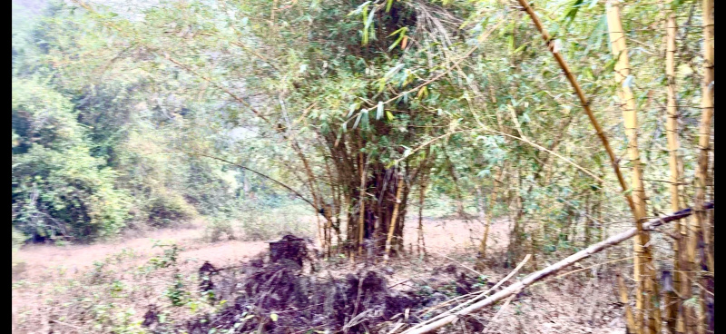  Agricultural Land 2 Acre for Sale in Madikeri, Kodagu