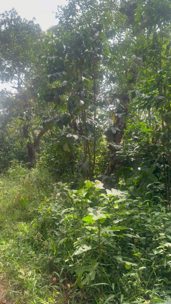  3 Acre Agricultural/Farm Land for Sale in Madikeri, Kodagu