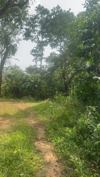  3 Acre Agricultural/Farm Land for Sale in Madikeri, Kodagu