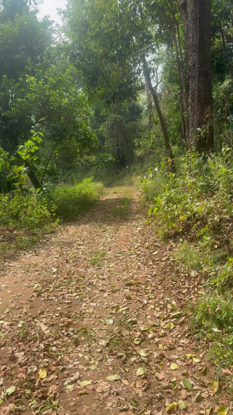  3 Acre Agricultural/Farm Land for Sale in Madikeri, Kodagu