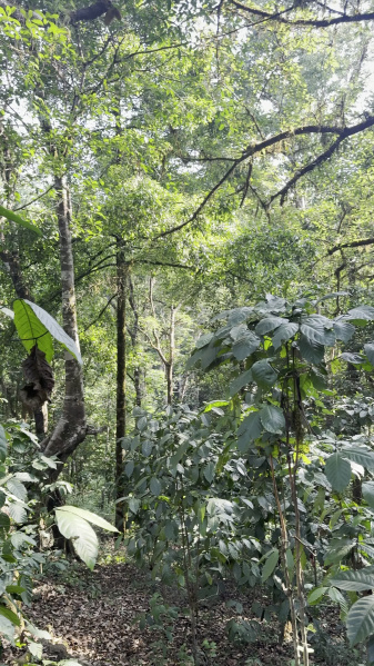  5 Acre Agricultural/Farm Land for Sale in Madikeri, Kodagu