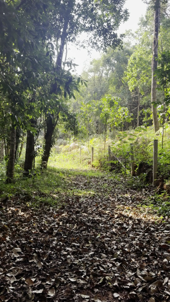  5 Acre Agricultural/Farm Land for Sale in Madikeri, Kodagu