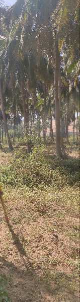 Agricultural Land 1 Acre for Rent in
