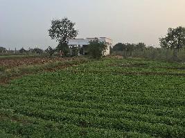  Agricultural Land for Rent in Shamshabad, Hyderabad