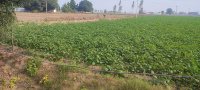 Residential Plot for Sale in Puranpur, Pilibhit