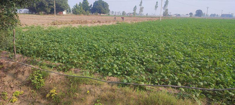  Residential Plot 80 Acre for Sale in Puranpur, Pilibhit