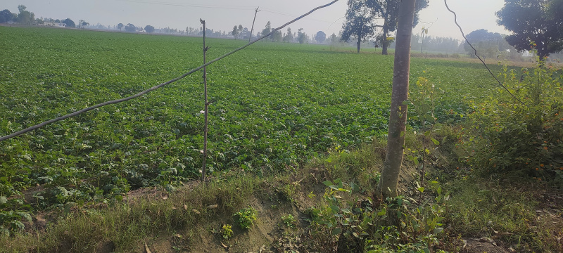  Residential Plot 80 Acre for Sale in Puranpur, Pilibhit