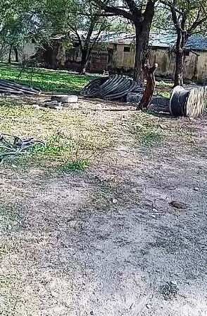  Commercial Land 2 Hectares for Rent in Ladpura, Kota
