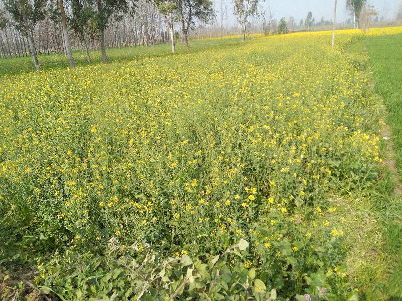 Commercial Land 1 Bigha for Sale in Nainital Road, Bareilly