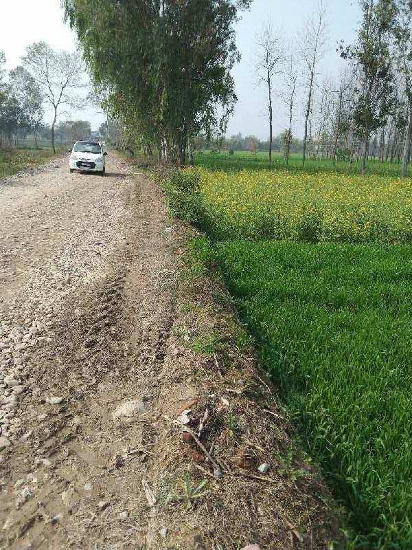 Agricultural Land 8 Bigha for Sale in Mohanpur, Bareilly