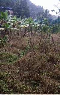  Agricultural Land for Sale in Punalur, Kollam