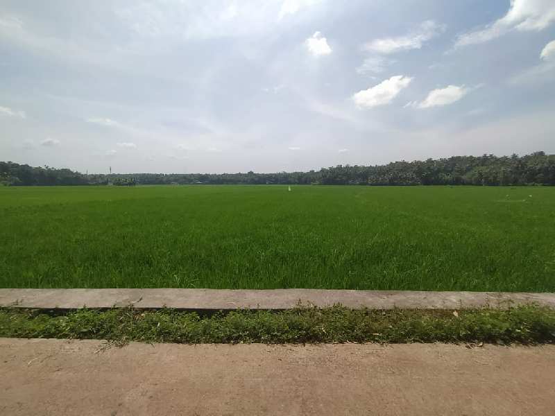 Agricultural Land 65 Cent for Sale in Ponnani, Malappuram