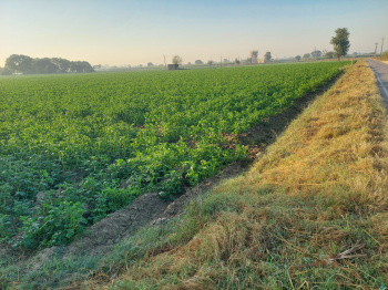  Agricultural Land for Sale in Pilkhuwa, Hapur