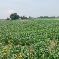  Agricultural Land for Sale in Kosli, Rewari