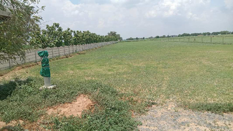 Agricultural Land 100 Acre for Sale in Jatusana, Rewari
