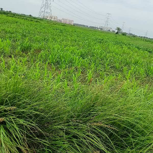 Agricultural Land 2000 Sq. Yards for Sale in Farrukhnagar, Gurgaon