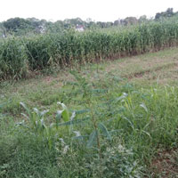  Agricultural Land for Sale in Bilaspur, Gurgaon