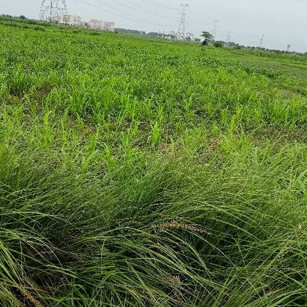 Agricultural Land 22 Acre for Sale in Kosli, Rewari