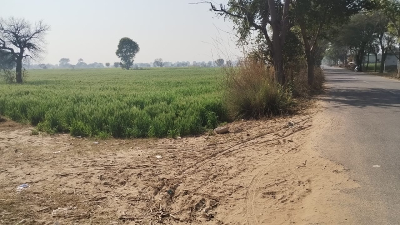 Agricultural Land 3 Ares for Sale in Badsa, Jhajjar