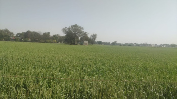  Agricultural Land for Sale in Bhora Kalan, Gurgaon