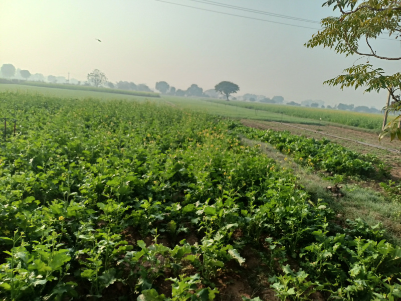 Agricultural Land 15 Bigha for Sale in Tijara Road, Alwar