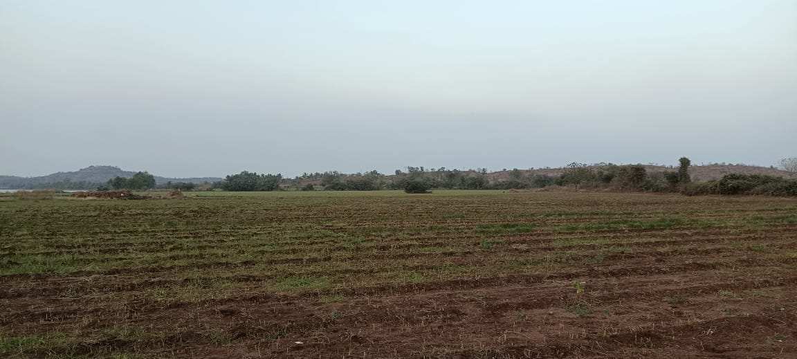 Agricultural Land 41 Bigha for Sale in Sasan Gir, Junagadh