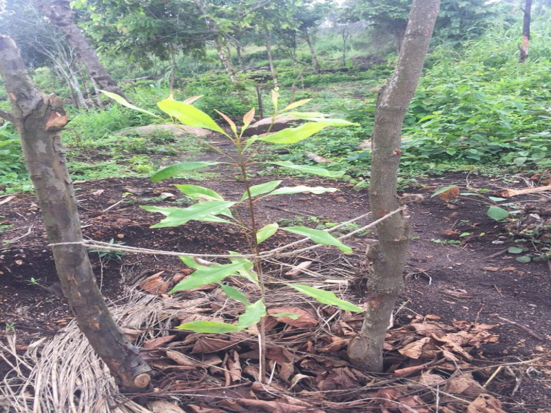  120 Acre Agricultural/Farm Land for Sale in Nagercoil, Kanyakumari