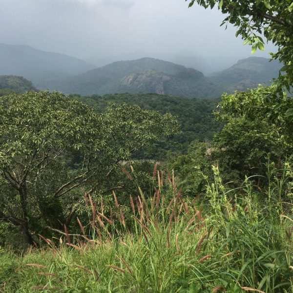  120 Acre Agricultural/Farm Land for Sale in Nagercoil, Kanyakumari