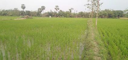  Agricultural Land for Sale in Vandavasi, Tiruvannamalai