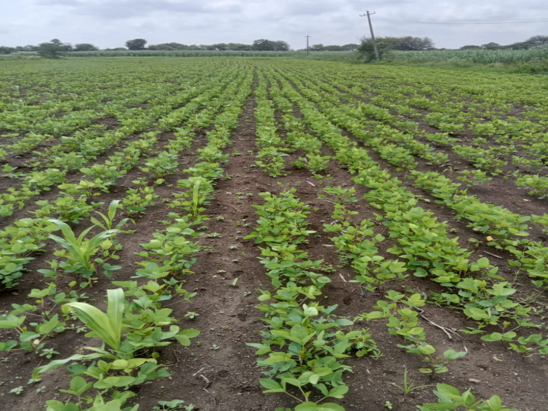  15 Acre Industrial Land for Sale in Zaheerabad, Sangareddy