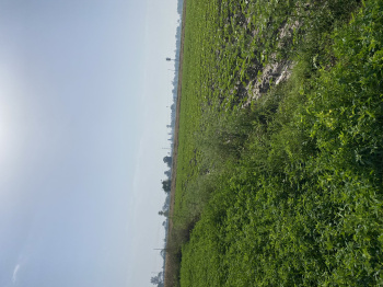  Agricultural Land for Sale in Banur, Mohali