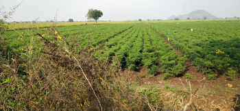  Agricultural Land for Sale in Pedakurapadu, Guntur