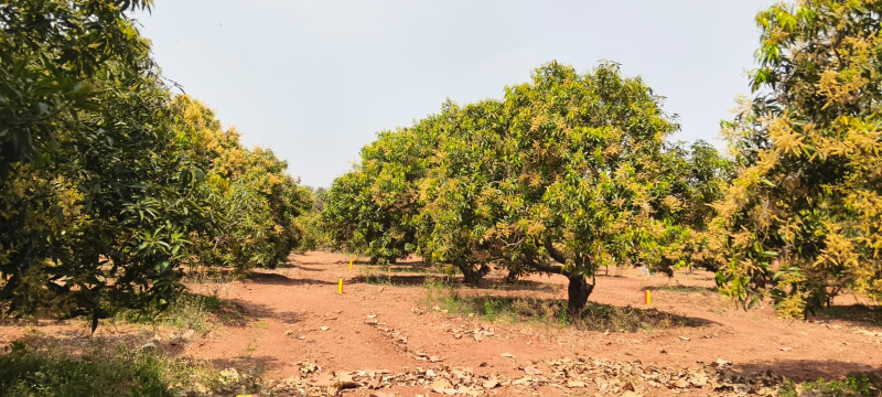 1 BHK 144 Sq. Yards Farm House for Sale in Orvakal, Kurnool