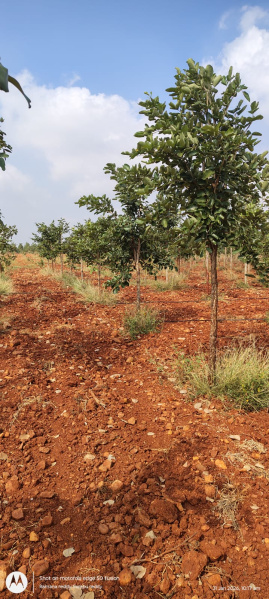 1 BHK 144 Sq. Yards Farm House for Sale in Orvakal, Kurnool