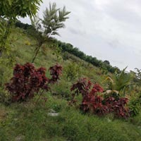  Agricultural Land for Sale in Hosur Taluk, Krishnagiri
