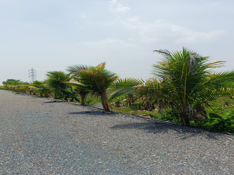  Residential Plot 5600 Sq.ft. for Sale in Datrenga, Raipur