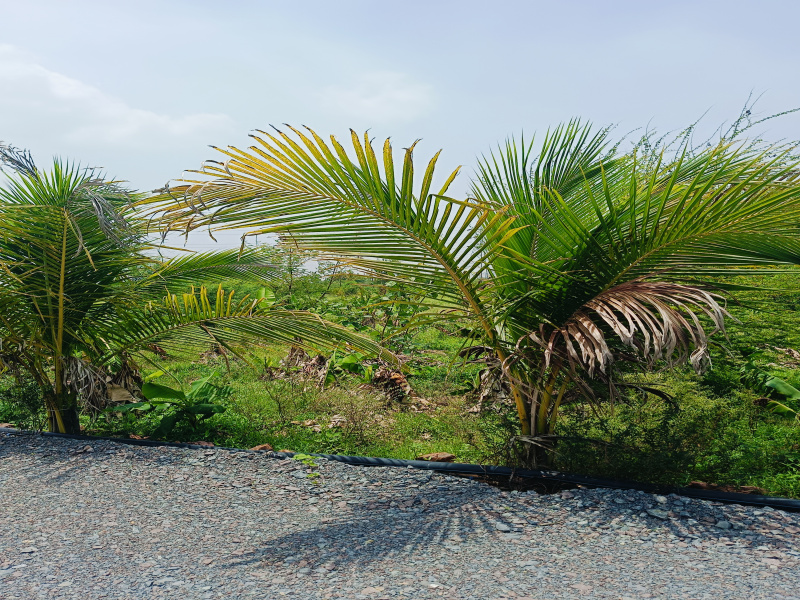  Residential Plot 5600 Sq.ft. for Sale in Datrenga, Raipur