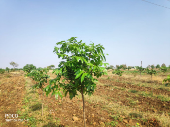  Agricultural Land for Sale in Narayankhed, Sangareddy