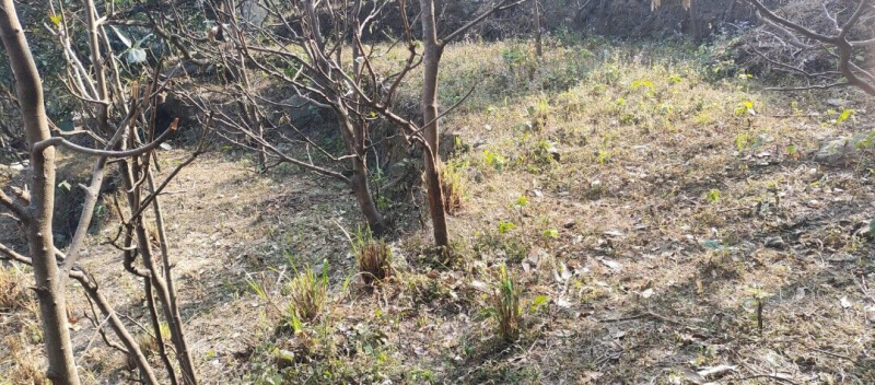  10000 Sq.ft. Agricultural/Farm Land for Rent in Dogaon, Nainital