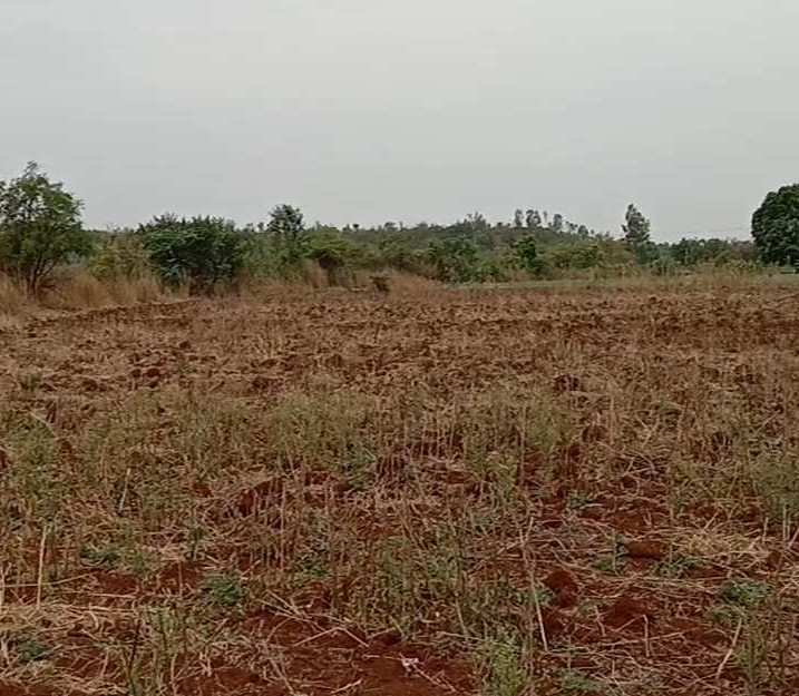Agricultural Land 25 Acre for Sale in Humnabad, Bidar