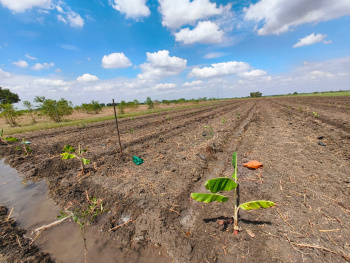  Agricultural Land for Sale in Kariapatti, Virudhunagar