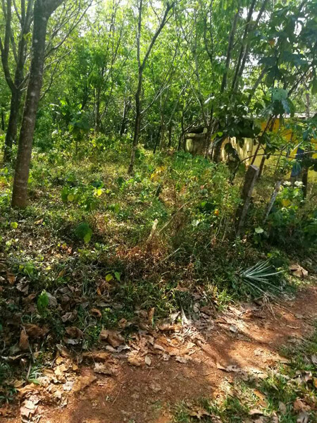 Agricultural Land 67 Cent for Sale in Vakathanam, Kottayam