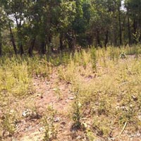  Agricultural Land for Sale in Vepada, Vizianagaram