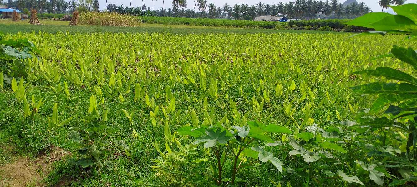 Agricultural Land 3 Acre for Sale in Puduchatram, Namakkal